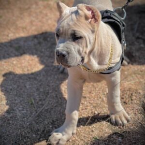 Bella-Cane Corso